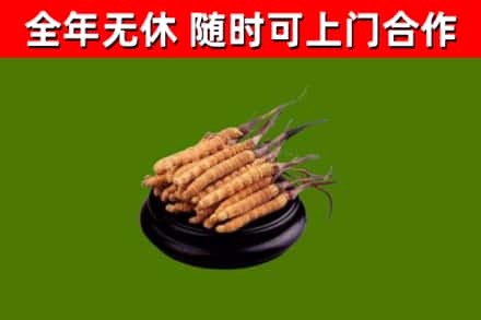 大庆回收散虫草